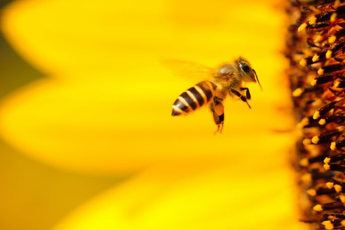 25% das espécies de abelhas conhecidas não aparecem em registros públicos desde a década de 90