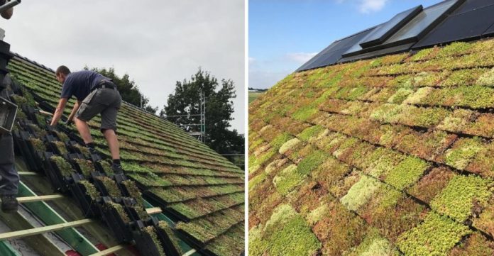 Holandeses criam “telha-jardim” que purifica o ar e refresca casa