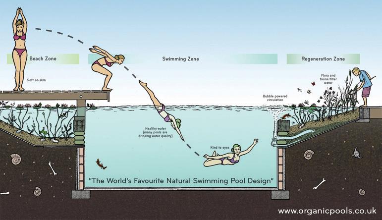 Piscinas biológicas substituem cloro por plantas