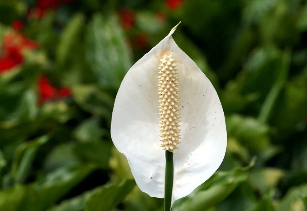 Lírio da Paz: saiba como cultivar essa flor em casa