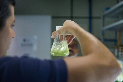 Microalgas limpam esgoto sem uso de energia ou químicos