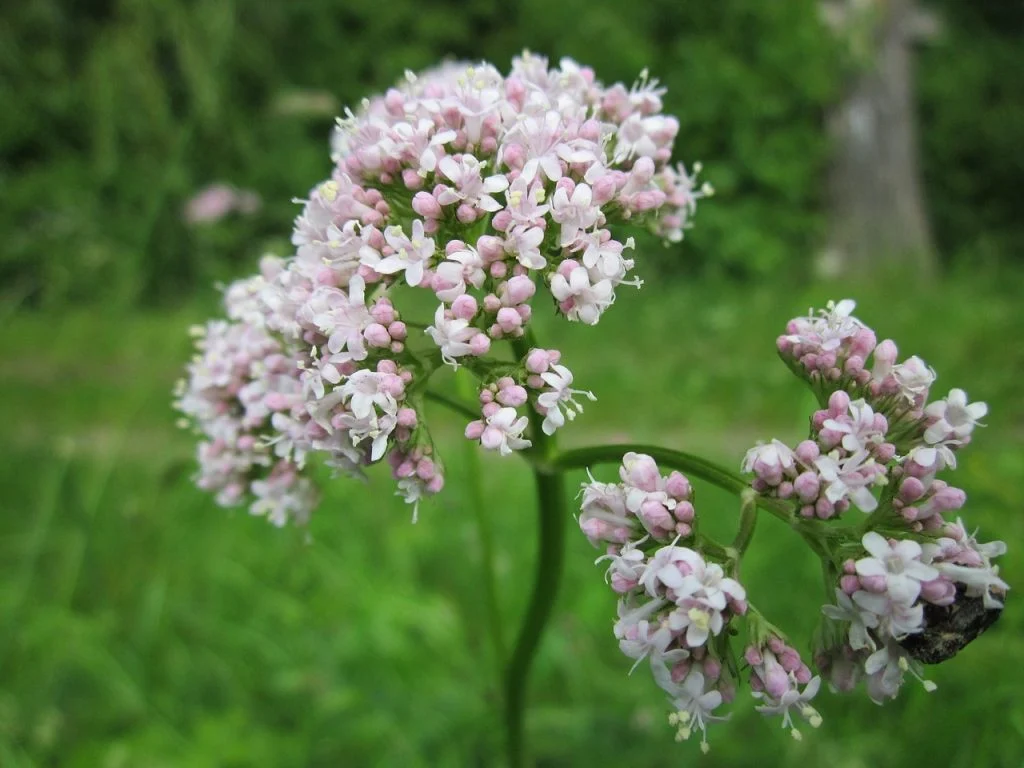 5 plantas que ajudam a manter a calma