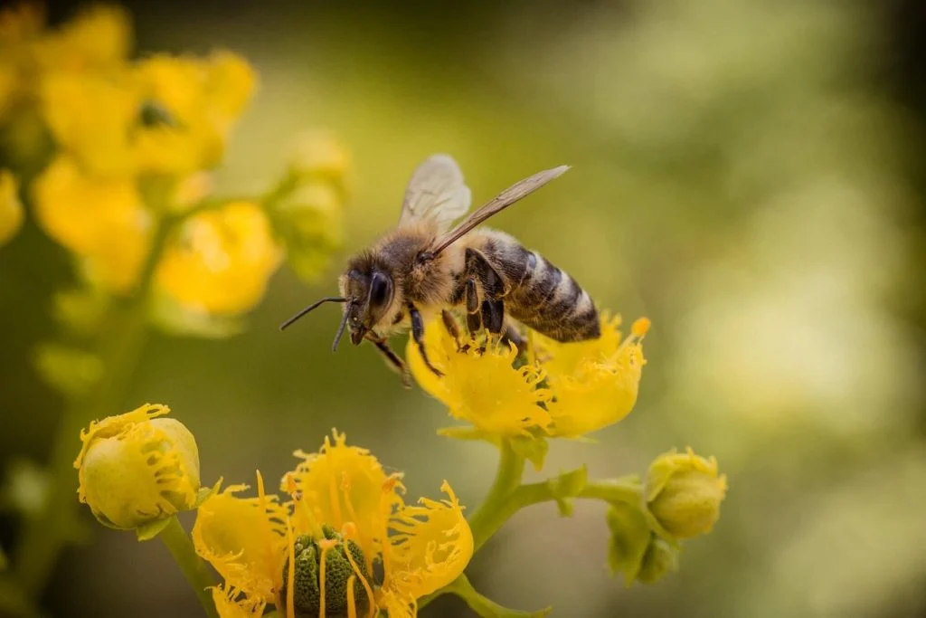 Microplásticos, luzes urbanas e até guerras ameaçam abelhas
