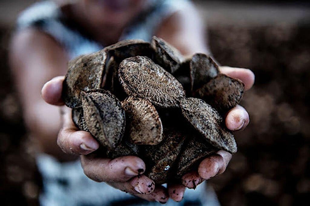 Cascas de açaí e castanha viram energia renovável na UFLA