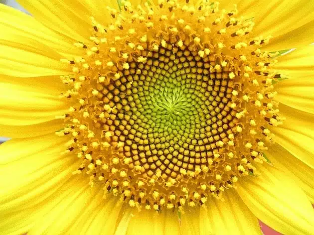 Fibonacci: a sequência secreta da natureza e da arte Fibonacci: a sequência secreta da natureza e da arte